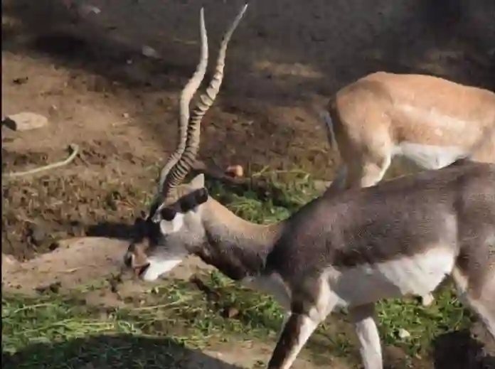 Deer in jaipur zoo