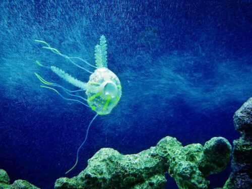 jellyfish lake