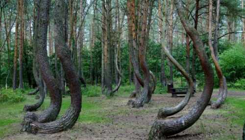 Crooked Forest