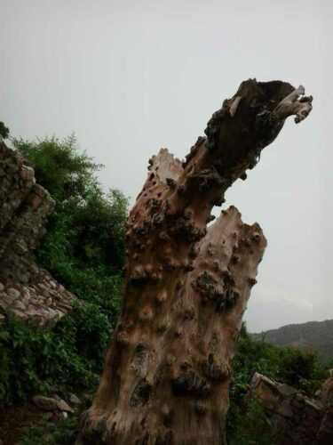 Bhangarh Fort pictures
