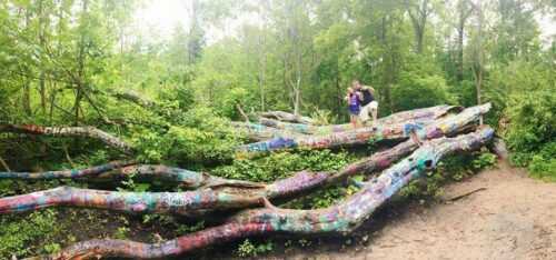Hippie Tree pic