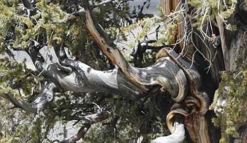 Bristlecone  USA Off Beaten Destinations