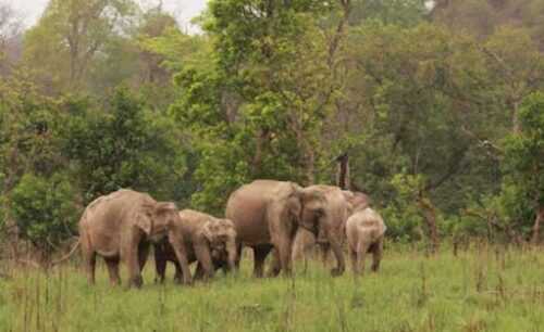 Rajaji National Park Dehradun Travel Guide