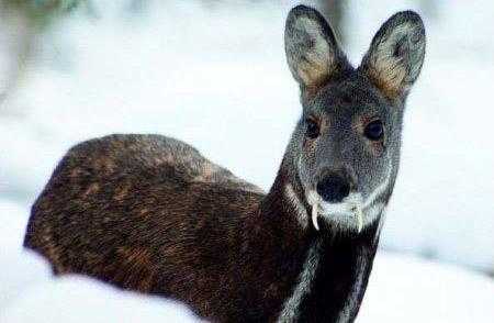 Kanchula Korak Musk Deer Sanctuary