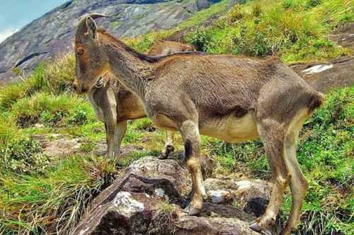 Eravikulam National Park munnar