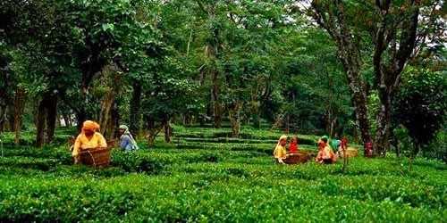 Tea Gardens in palampur