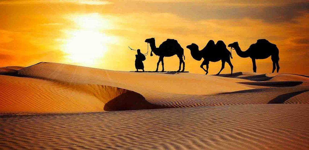 Evening Desert Safari