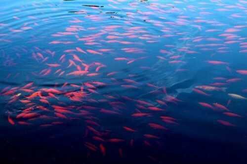 Lake Natron fish