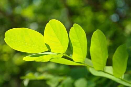 Ram Niwas garden images