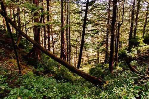 bohemian grove moloch