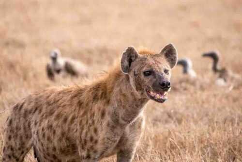 hyenas in leopard park