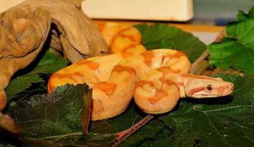 snake island black sea