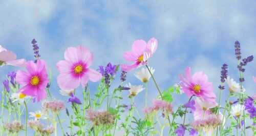 world wide gardens