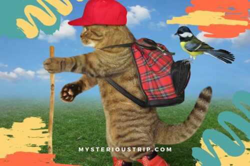 Cat Bubble Backpack