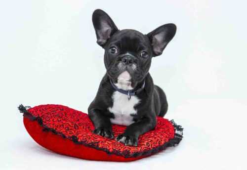 travel Accessories for pet