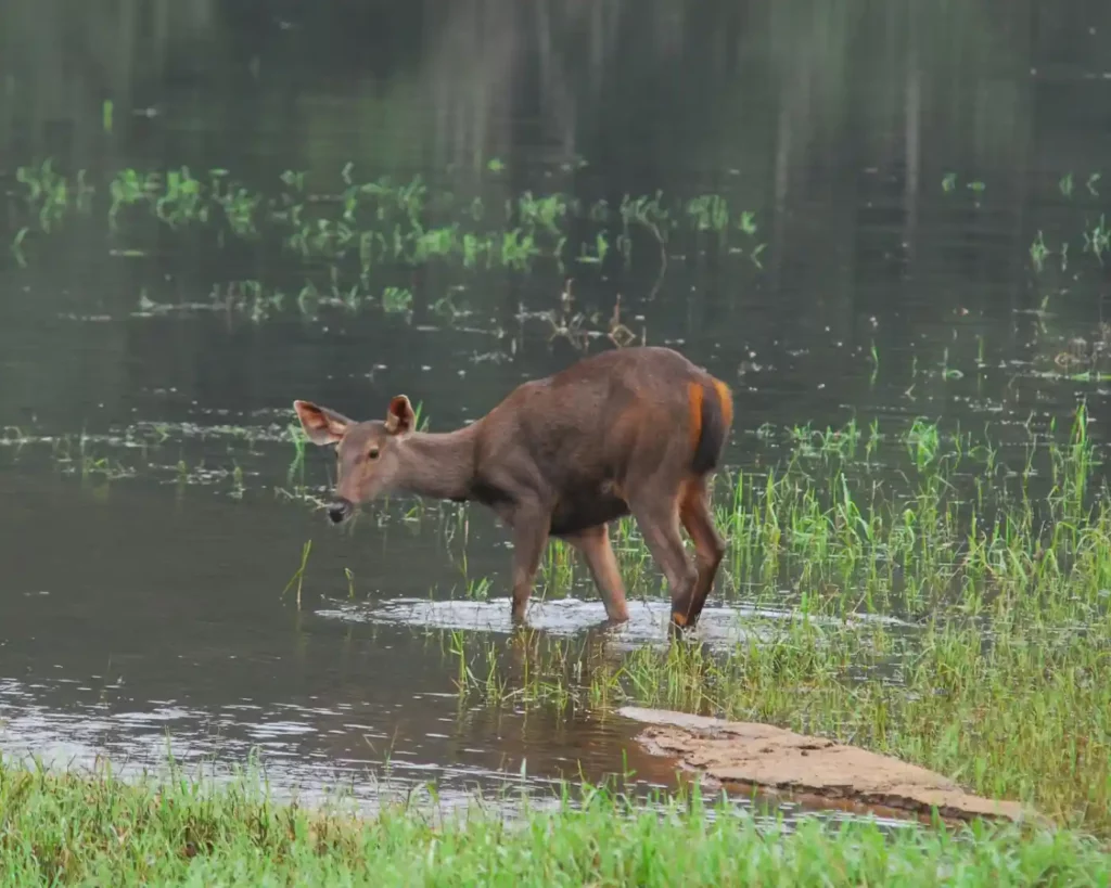 Pobitora wildlife sanctuary image
