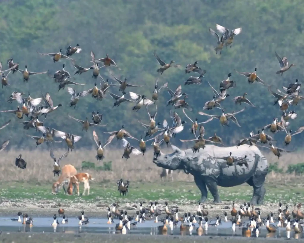 Pobitora wildlife sanctuary photos