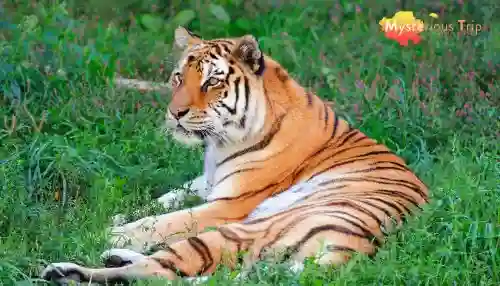 Kankaria zoo