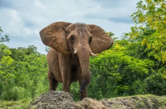 Wildlife Safaris