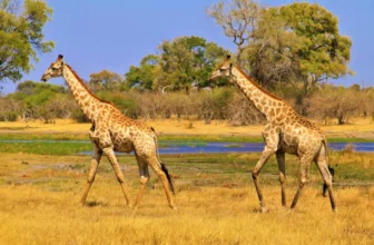Okavango Delta Safari